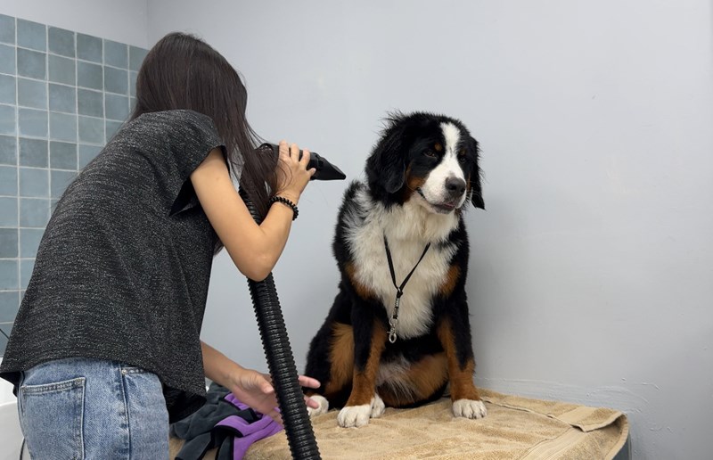 女人知己試用大隊,口碑行銷,部落客行銷,Downy Belly毛肚子,Downy Belly 保濕滋養胺基酸洗毛精,紅球薑淨膚配方,Downy Belly 保濕滋養胺基酸洗毛精-紅球薑淨膚配方,洗品天生防禦力，皮膚天生就很強,除了洗乾淨，其他的真的先不用,胺基酸清潔因子,好的界面活性劑，才能好洗,好沖淨,不易殘留,適量的細緻泡泡,狗貓皆適用,加拿大毒物學家安全把關,100%環保回收料再製瓶器,零廢棄為目標,低敏洗毛精,寵物訓練師好評,Downy Belly毛肚子,Downy Belly 皮膚救急胺基酸洗毛精,IPMP舒緩配方,Downy Belly 皮膚救急胺基酸洗毛精-IPMP舒緩配方,洗品天生防禦力,皮膚天生就很強,除了洗乾淨,其他的真的先不用,胺基酸清潔因子,APG+胺基酸清潔因子,IPMP高安全的成分,好的界面活性劑,才能好洗、好沖淨、不易殘留,適量的細緻泡泡,狗貓皆適用,加拿大毒物學家安全把關,100%環保回收料再製瓶器,零廢棄為目標,低敏洗毛精,寵物訓練師好評